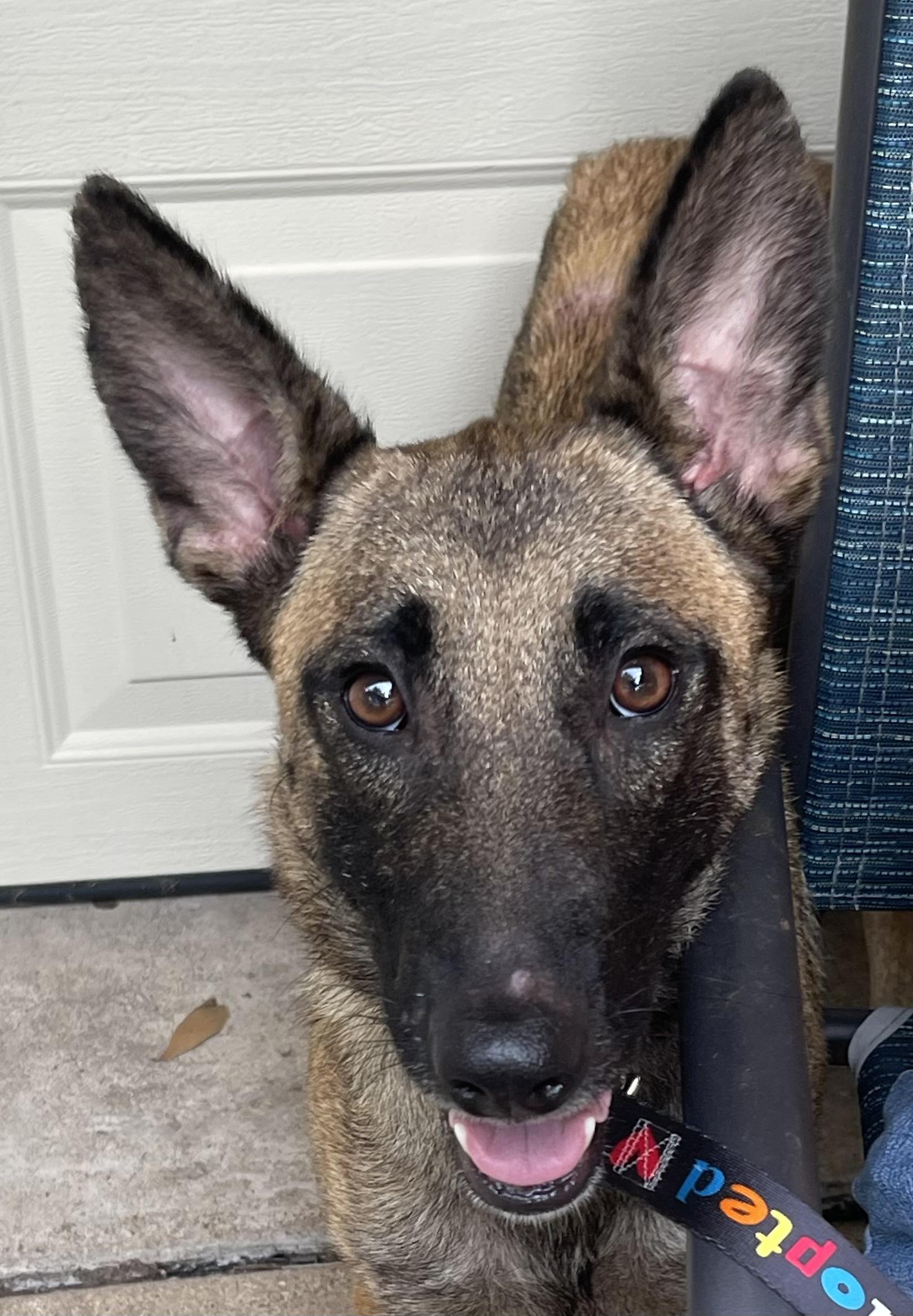 Godiva mom to Chip and Snickers, a Adoptable Belgian Shepherd / Malinois in Bellaire, TX image 5/6