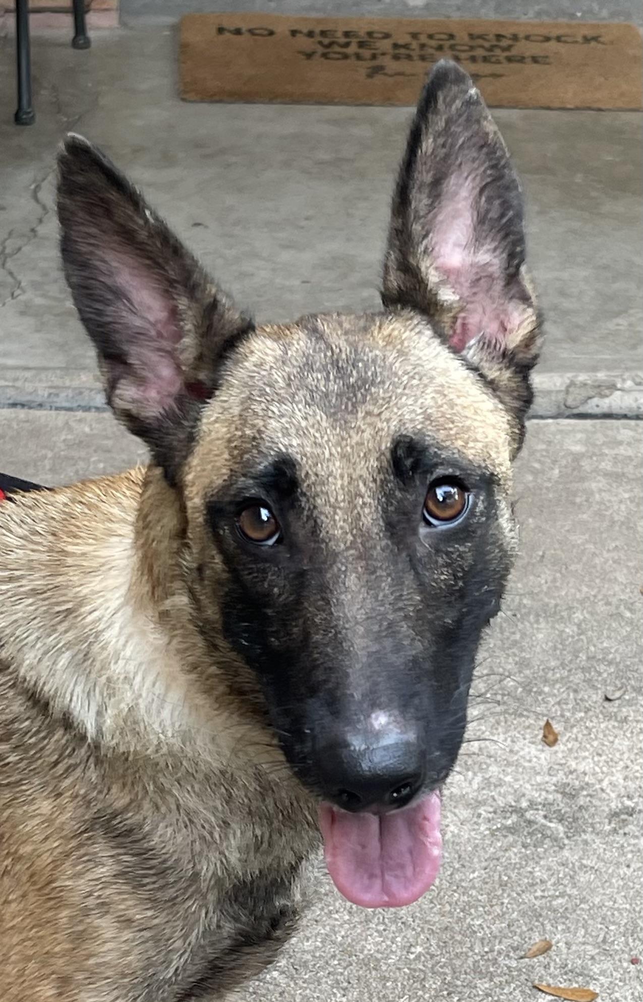 Godiva mom to Chip and Snickers, a Adoptable Belgian Shepherd / Malinois in Bellaire, TX image 3/6