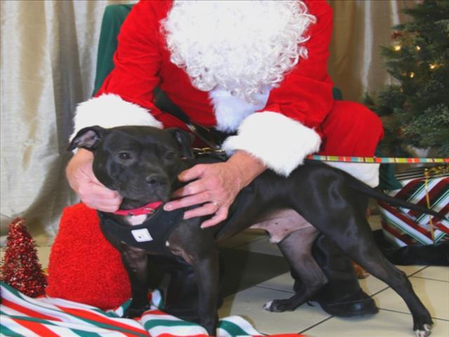 BOOMERANG, Adoptable, Young Male Pit Bull Terrier.