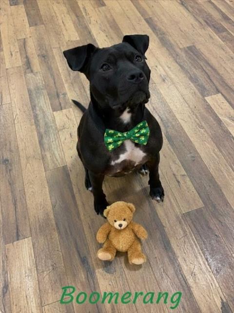 Enlarge BOOMERANG, a Adoptable Pit Bull Terrier in Derwood, MD image 1/1