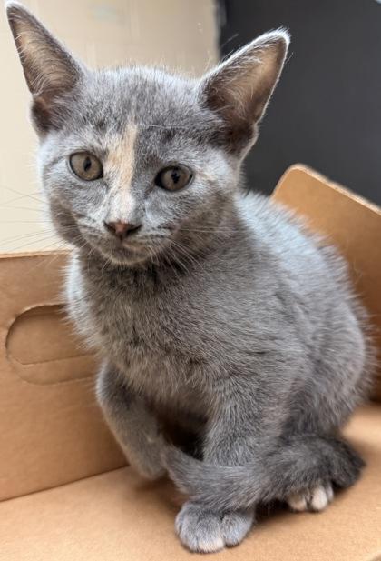 Enlarge Sushi, a Adoptable Domestic Short Hair in Harlingen, TX image 1/1