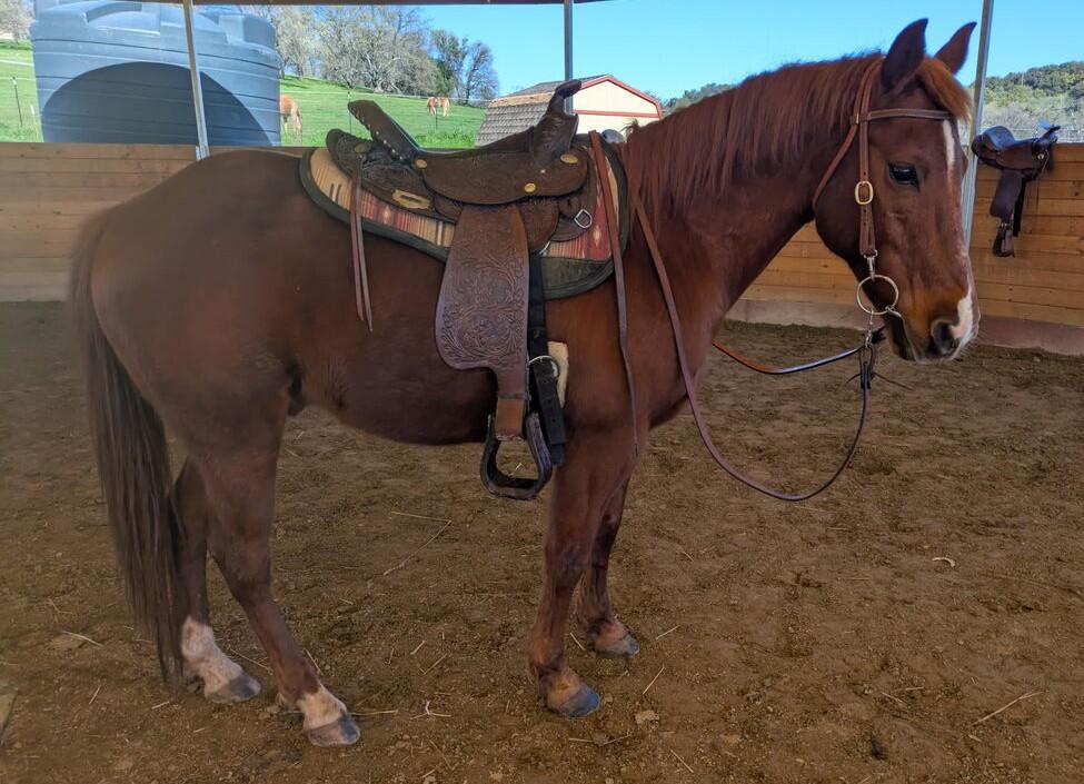 Enlarge Skeeter  - Riding Horse - In Training, a ADOPTABLE Grade in Pilot Hill, CA image 1/1