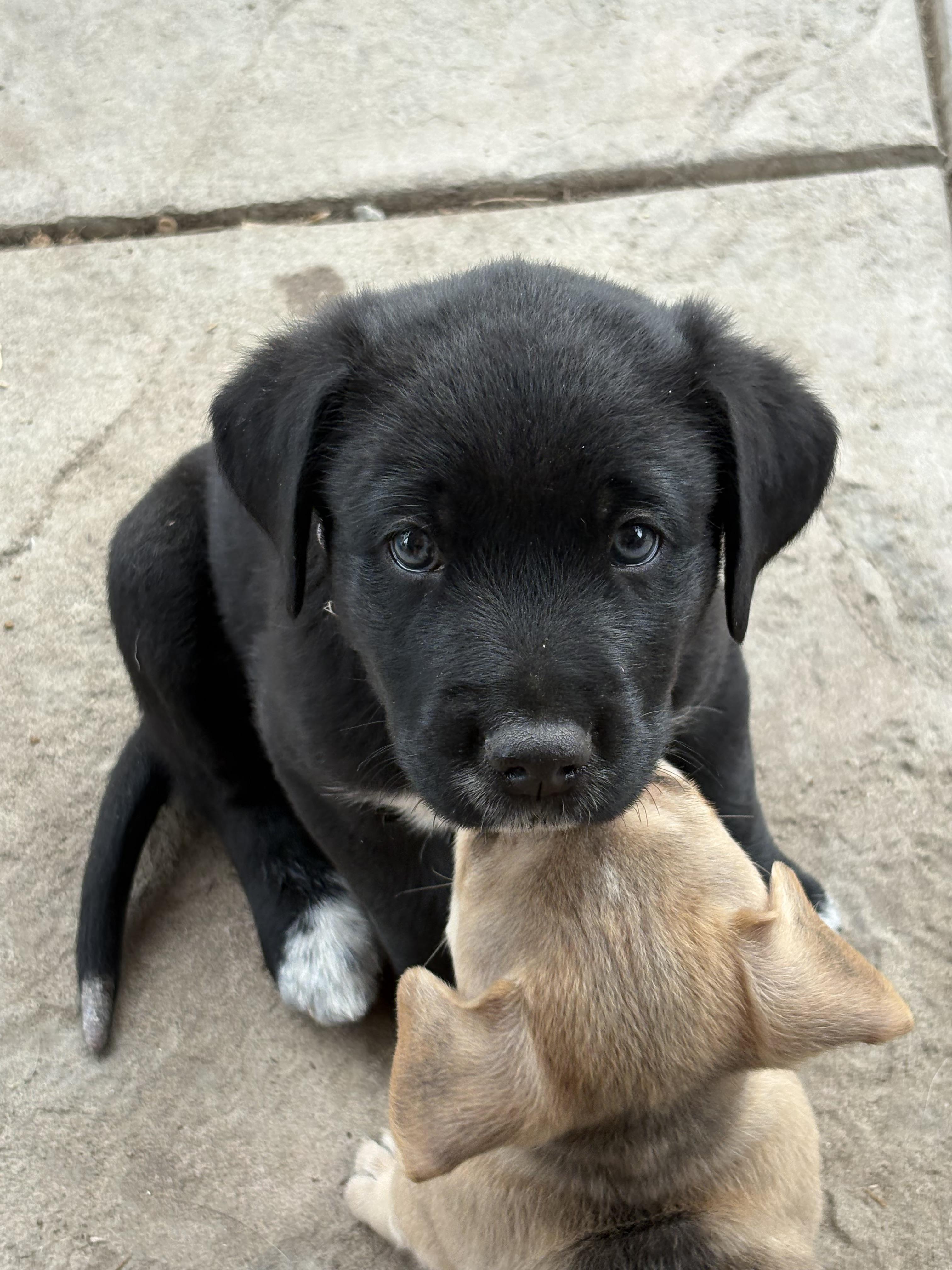 Val, Adopted, Young Male German Shepherd Dog & Siberian Husky.