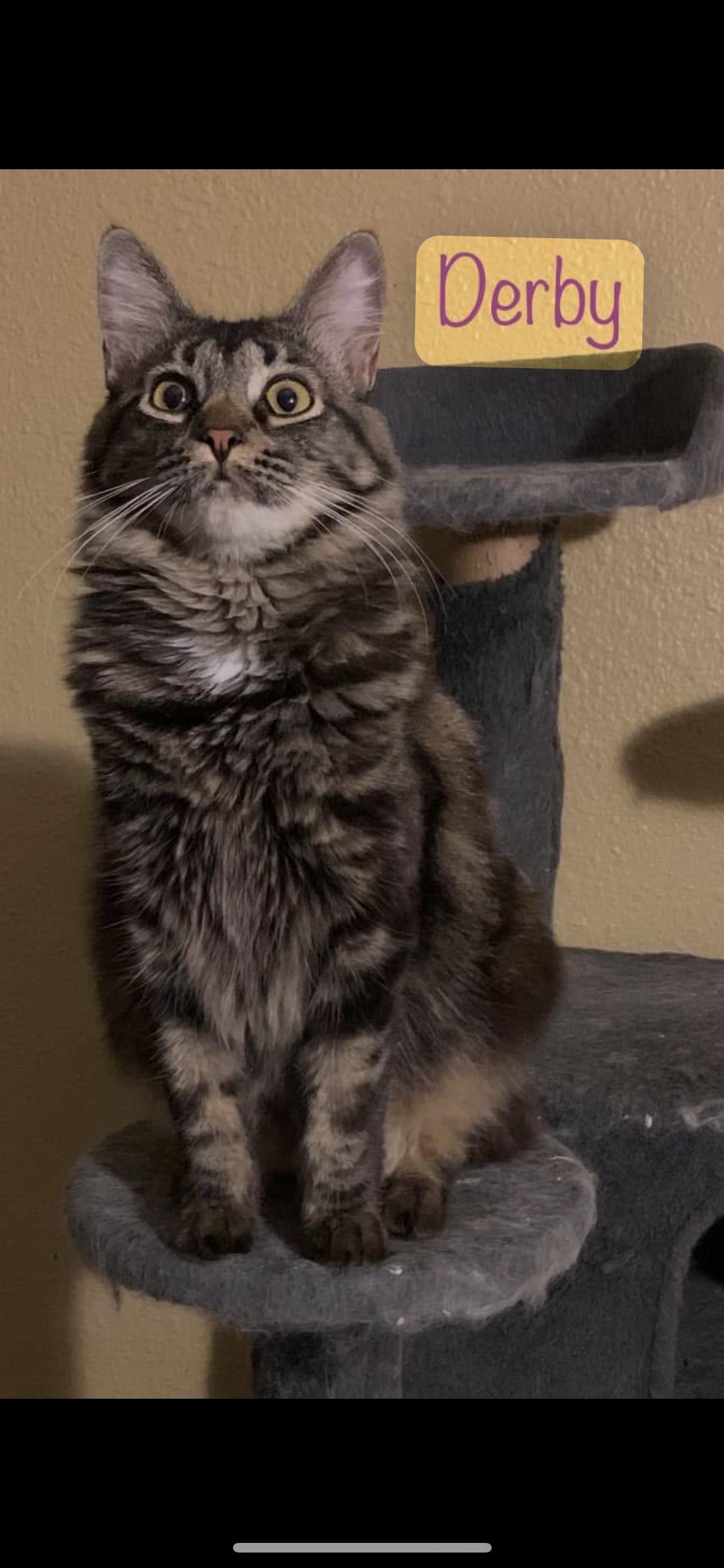 Enlarge Derby, a Adoptable Domestic Medium Hair in Dixon, CA image 1/3