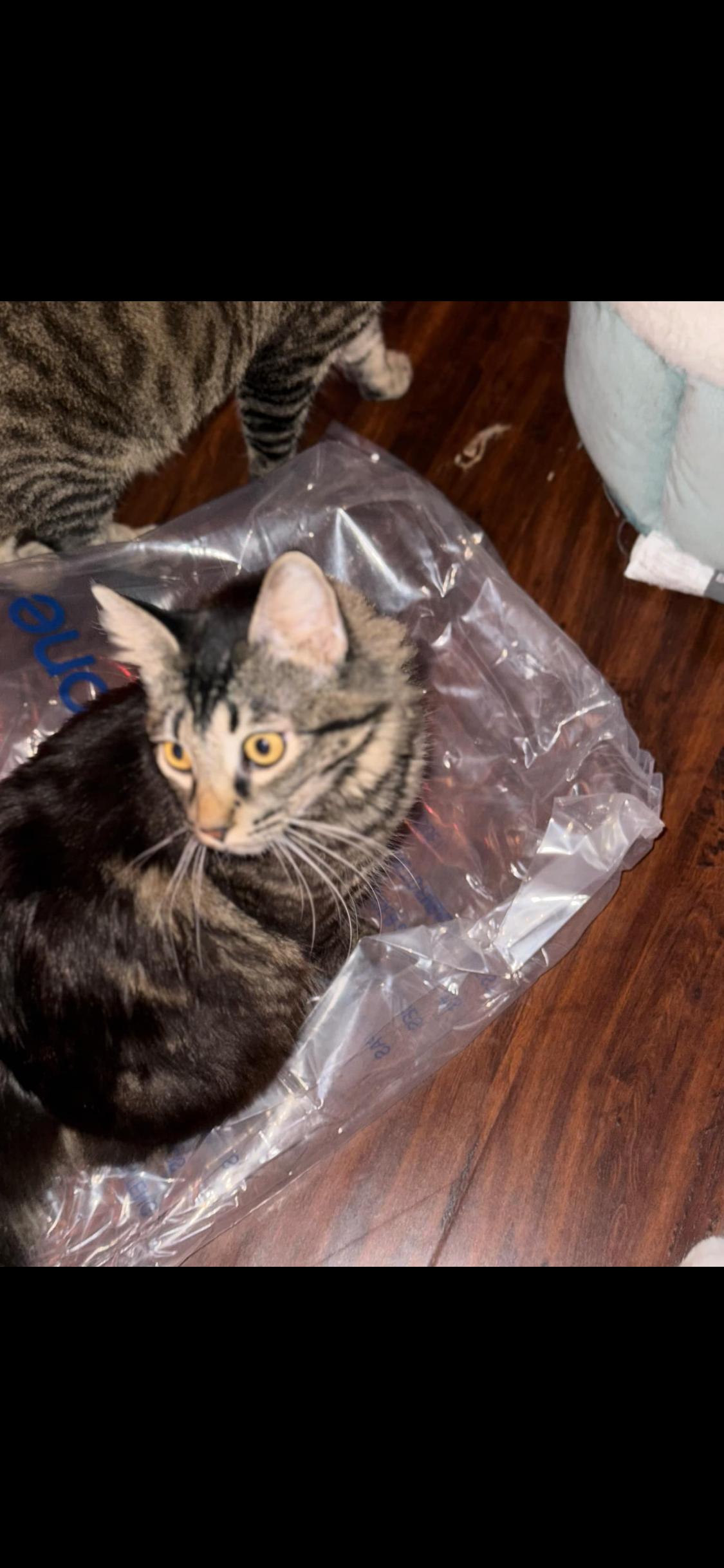 Enlarge Derby, a Adoptable Domestic Medium Hair in Dixon, CA image 2/3
