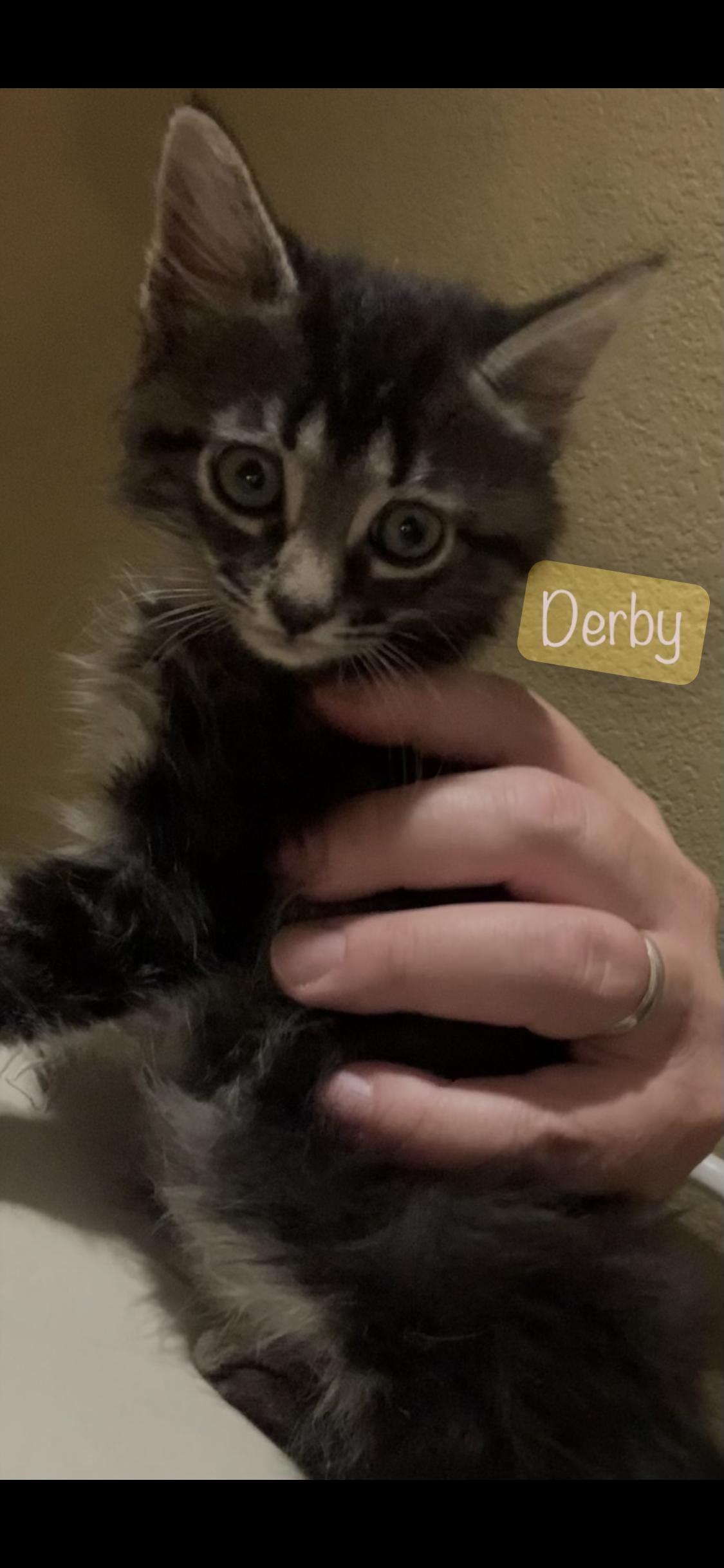 Enlarge Derby, a Adoptable Domestic Medium Hair in Dixon, CA image 3/3
