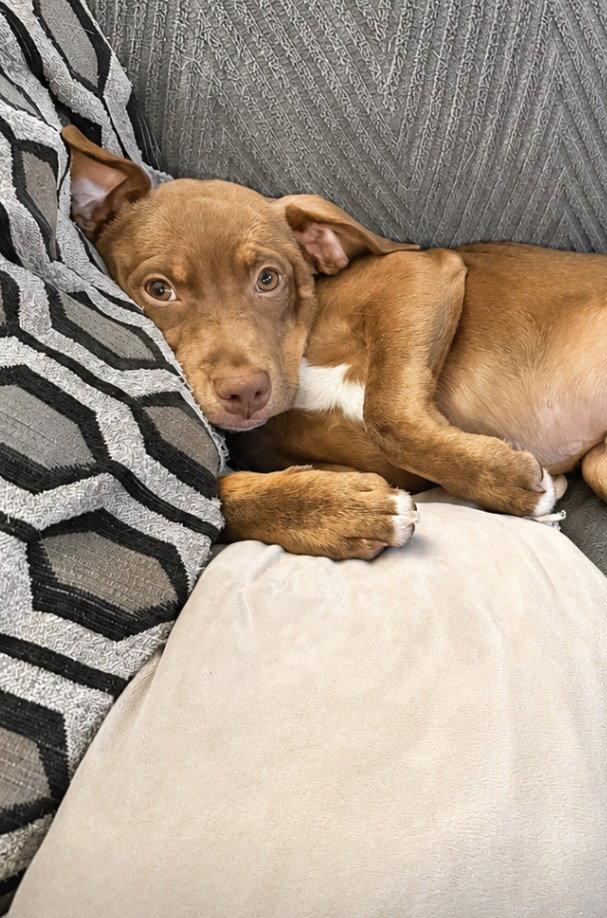 Simba, Adopted, Puppy Male Labrador Retriever & Pit Bull Terrier.