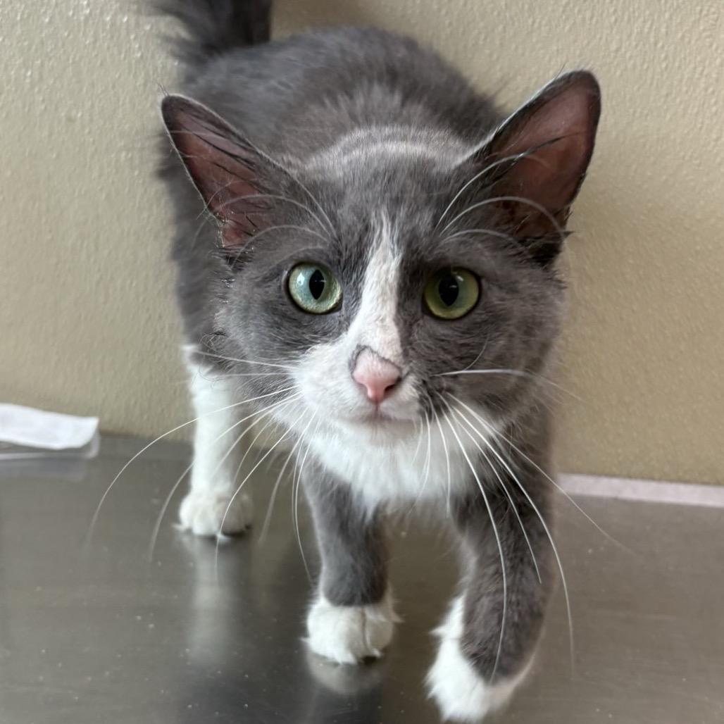 Enlarge Puff, a Adoptable Domestic Long Hair in Saskatoon, SK image 1/1
