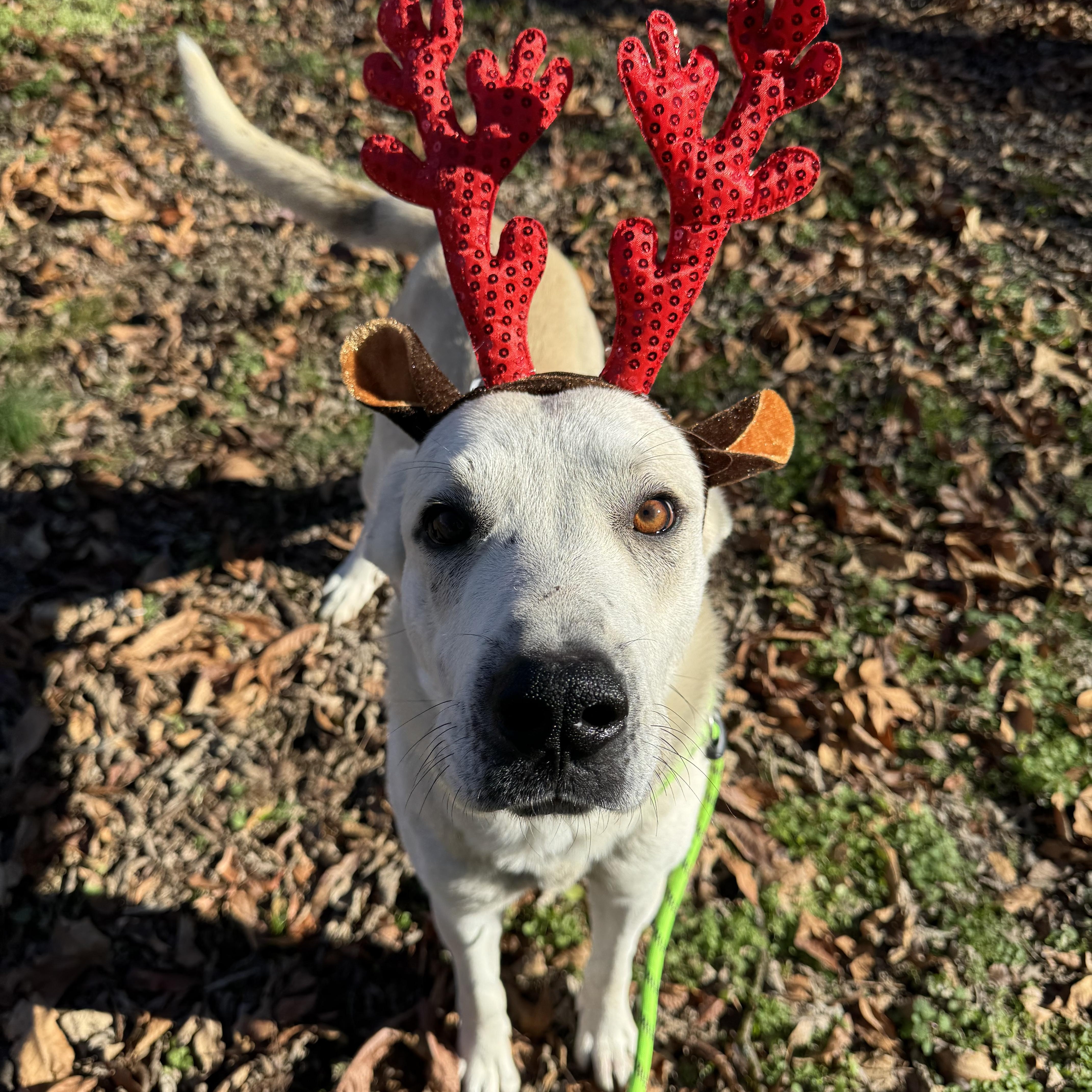 Enlarge Dusty, an adopted mixed breed in Loudon, TN image 1/3