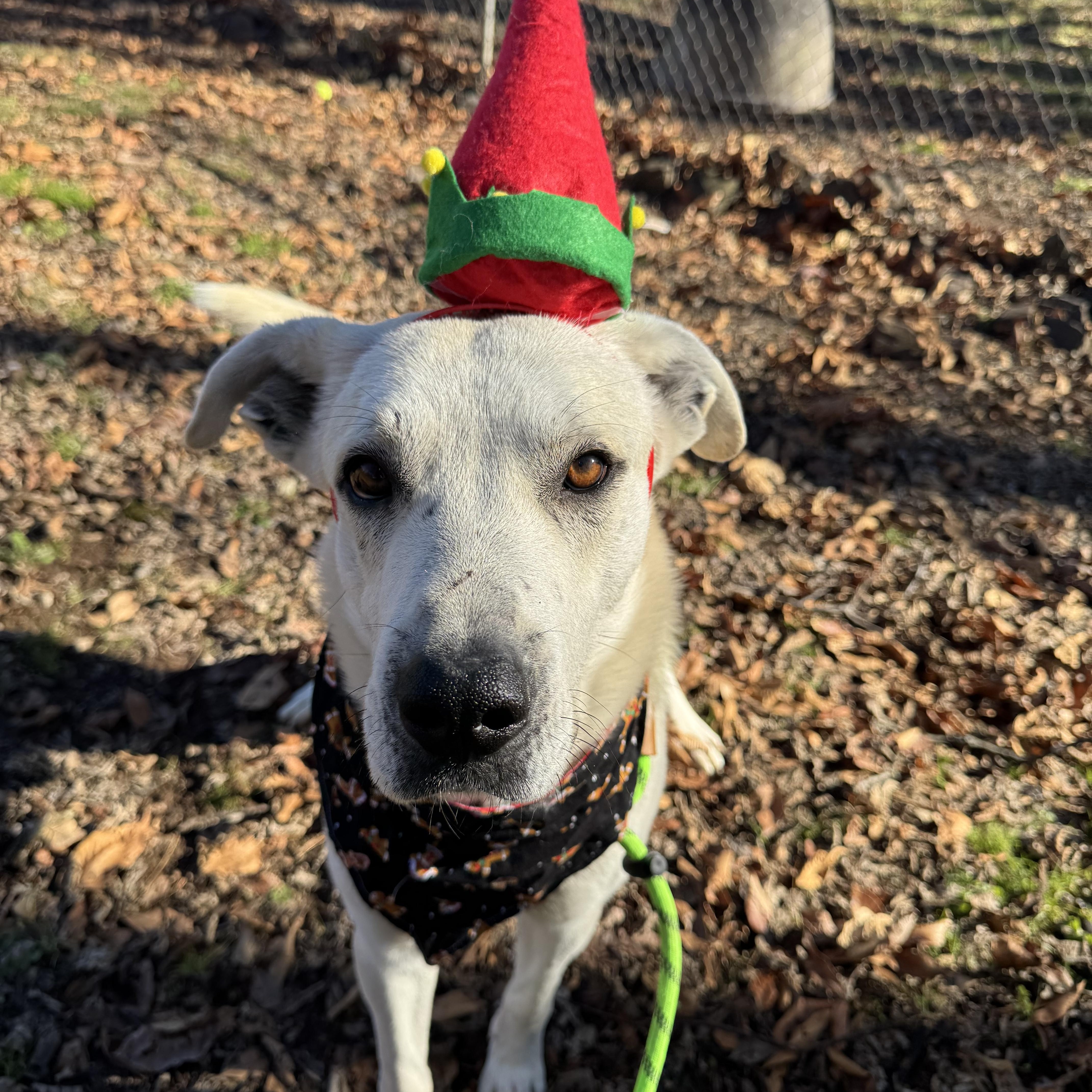 Enlarge Dusty, an adopted mixed breed in Loudon, TN image 3/3