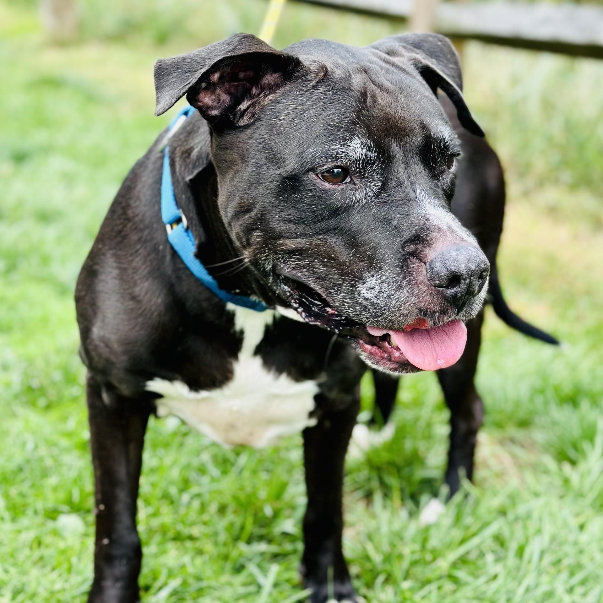 Jake, Adoptable, Senior Male Pit Bull Terrier.