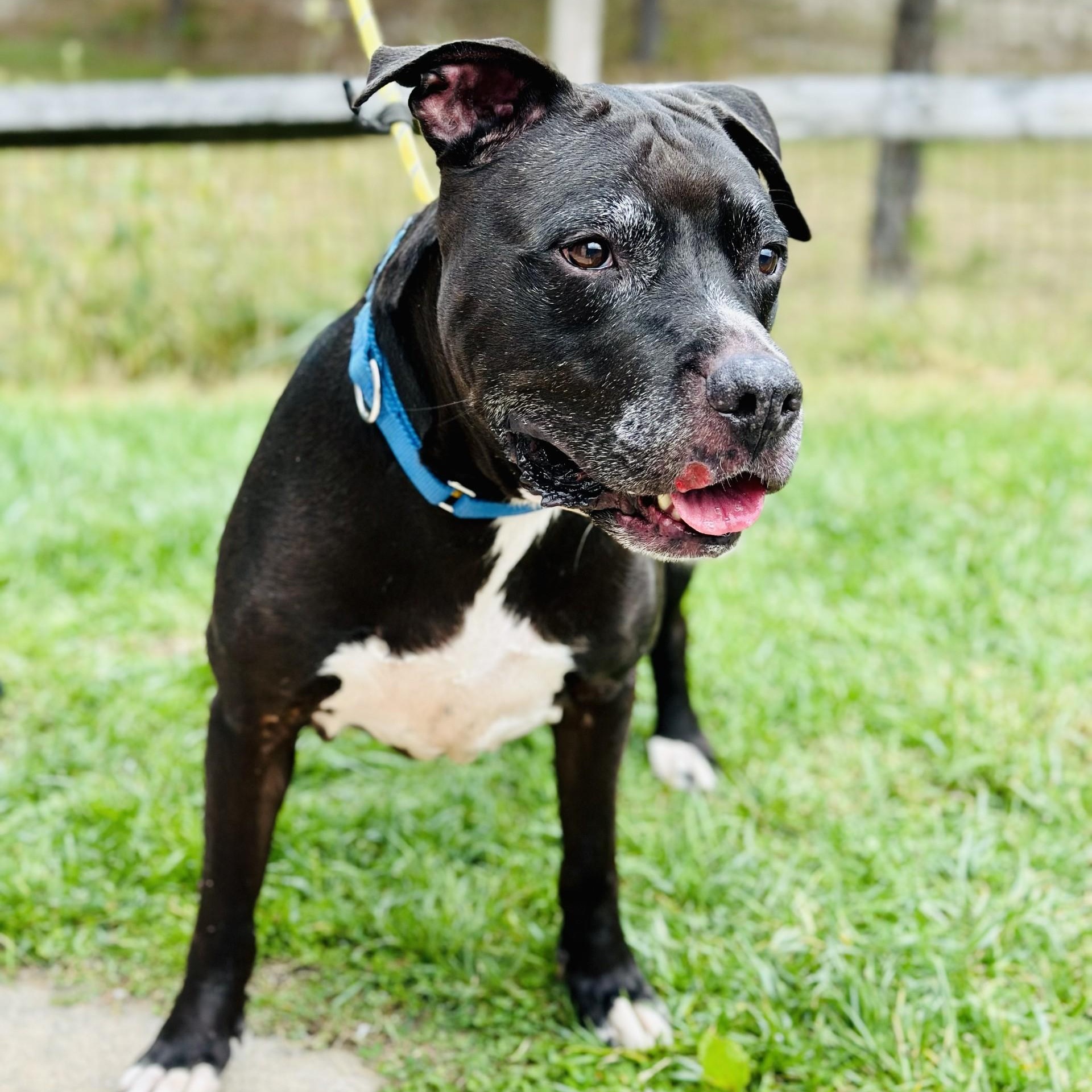 Jake, a Adoptable mixed breed in Manahawkin, NJ image 2/2