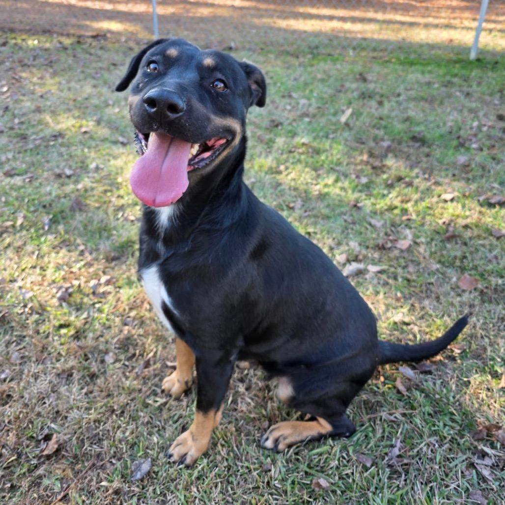 ELM 34(Mama), Adoptable, Adult Female Mixed Breed.