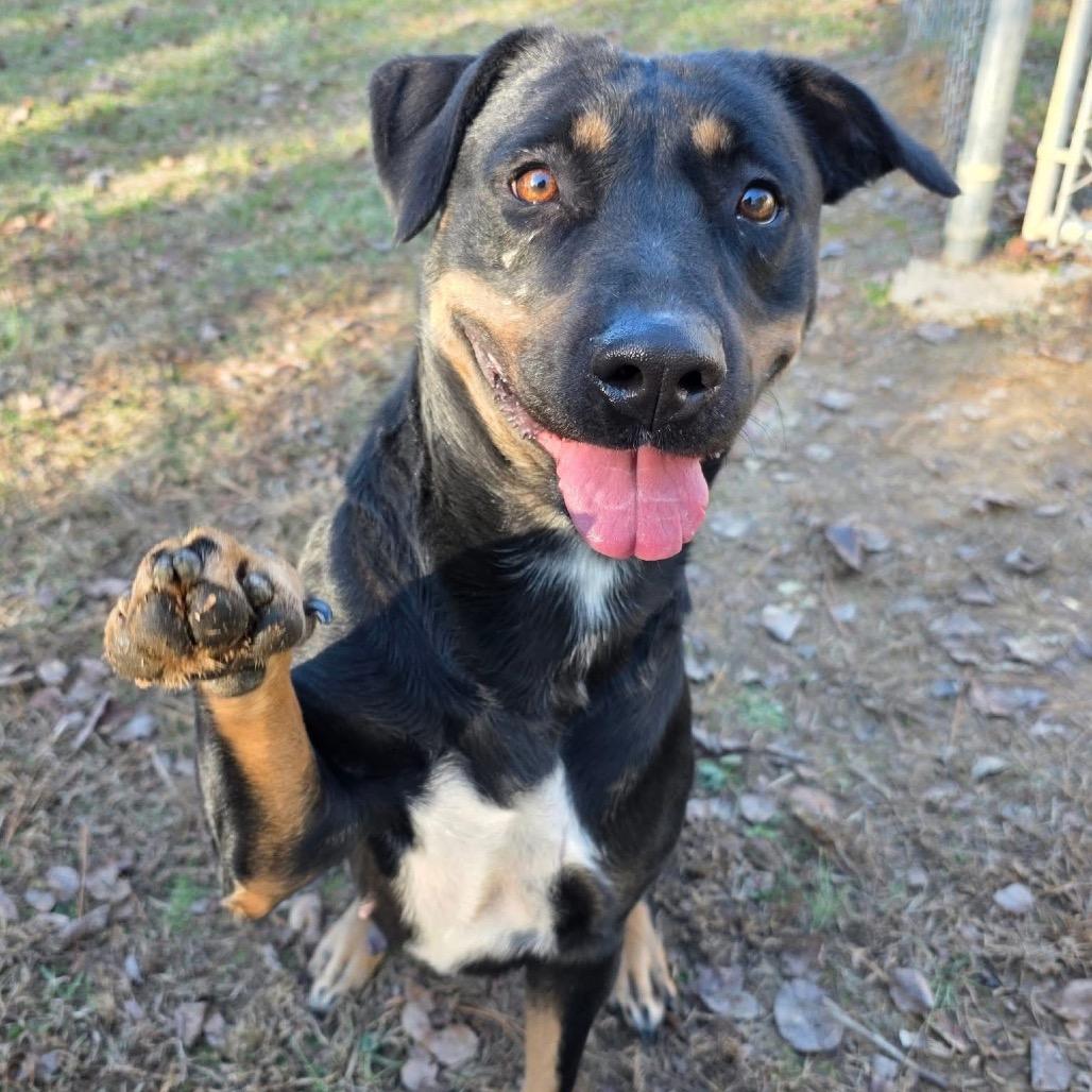 ELM 34(Mama), a Adoptable Mixed Breed in Gadsden, AL image 2/6