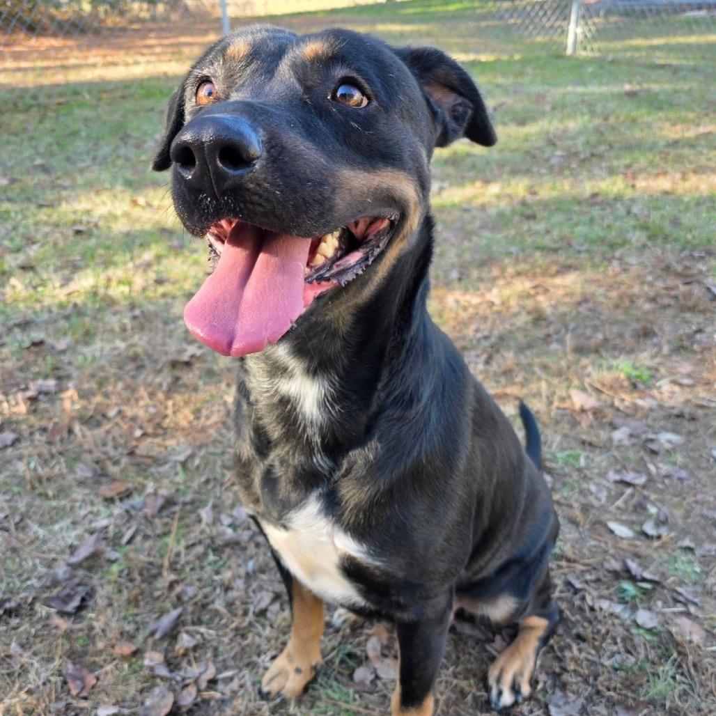 ELM 34(Mama), a Adoptable Mixed Breed in Gadsden, AL image 5/6