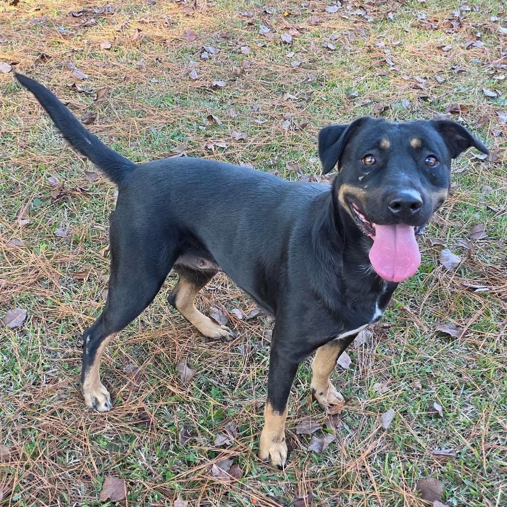 ELM 34(Mama), a Adoptable Mixed Breed in Gadsden, AL image 6/6