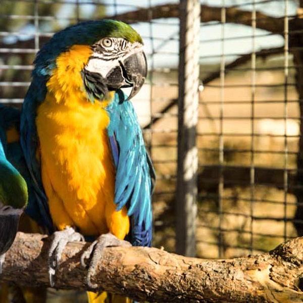 Enlarge Elf, a Adoptable Macaw in Elizabeth, CO image 1/1