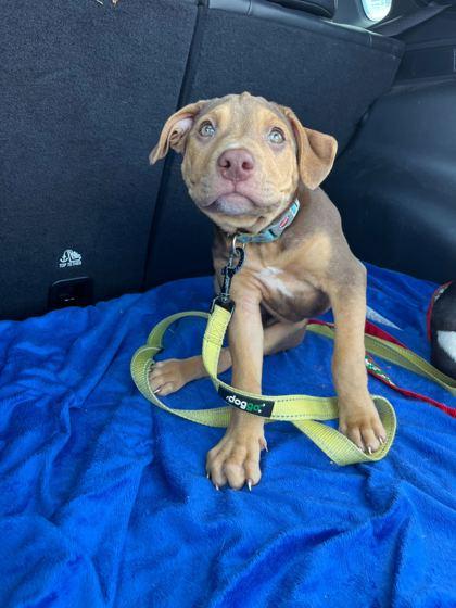 Buddie — thumbnail 2