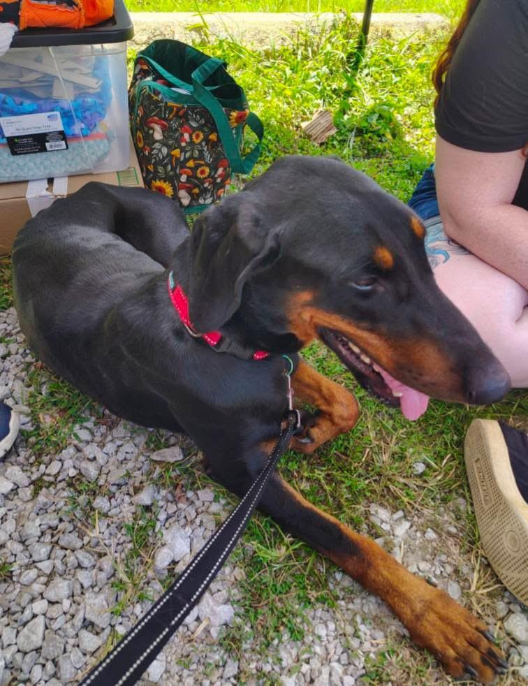 Peppa, Adoptable, Young Female Doberman Pinscher.