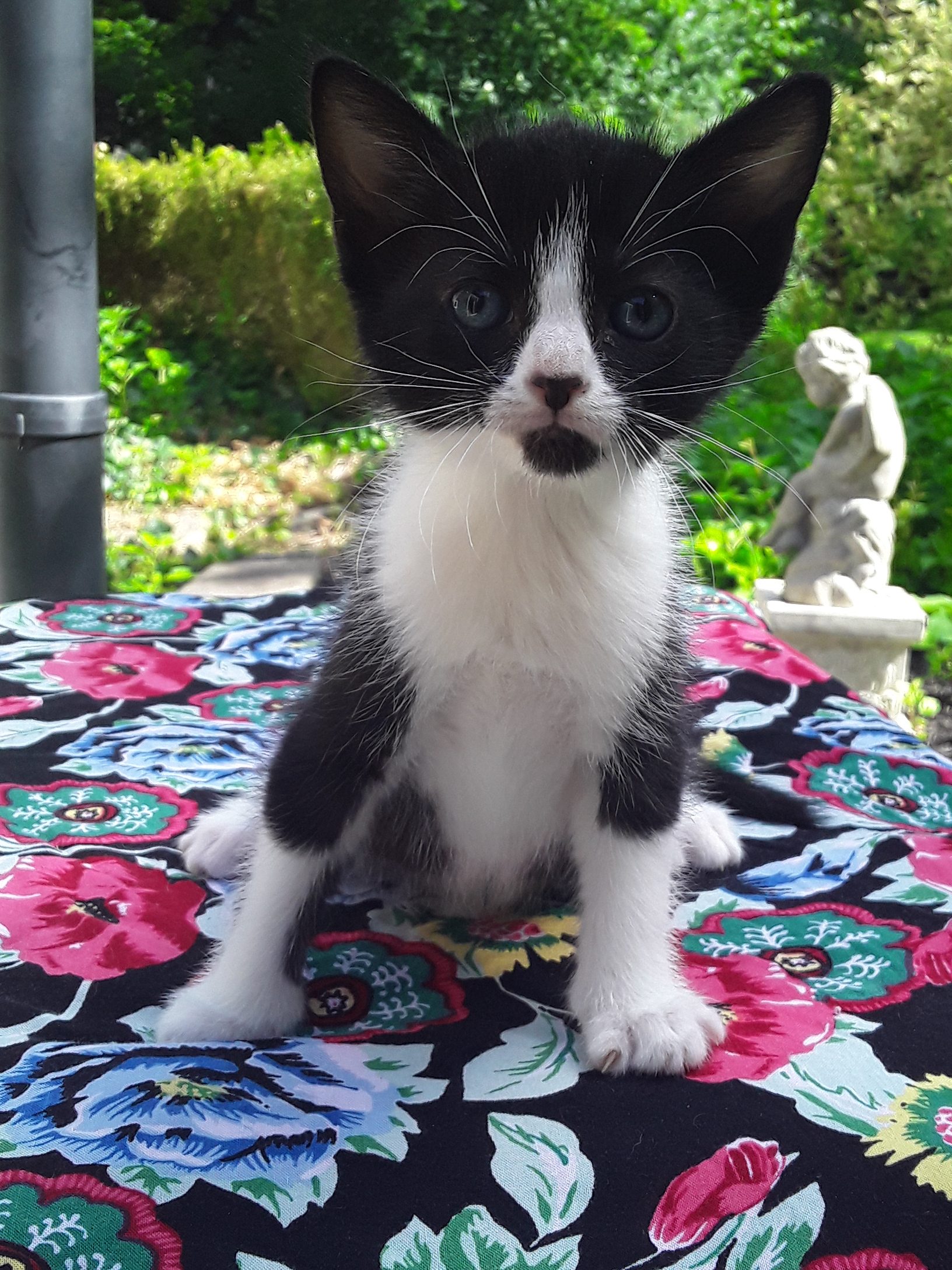 Enlarge Cat Benetar, a Adopted Domestic Short Hair in Farmington Hills, MI image 1/1