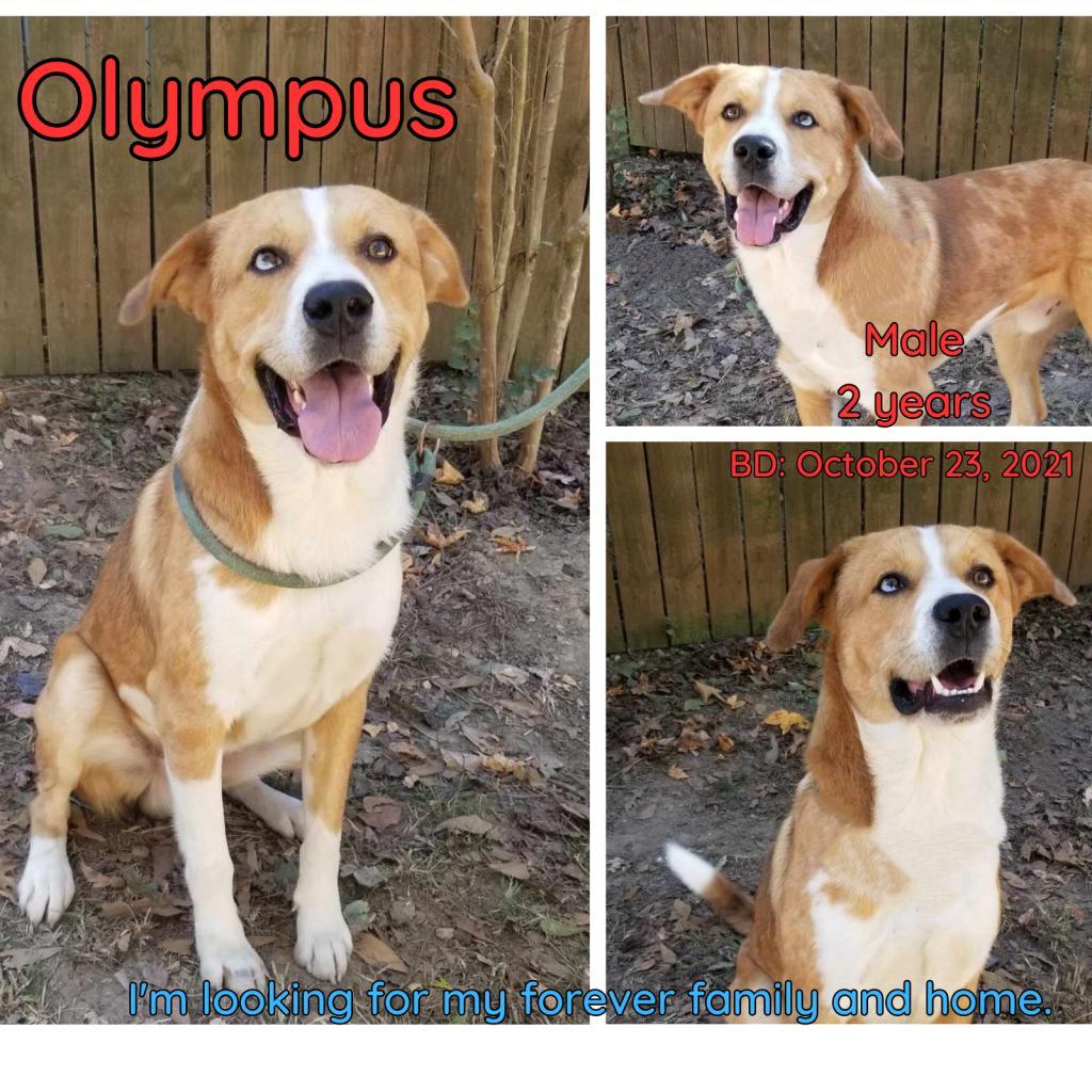 Olympus — thumbnail 2