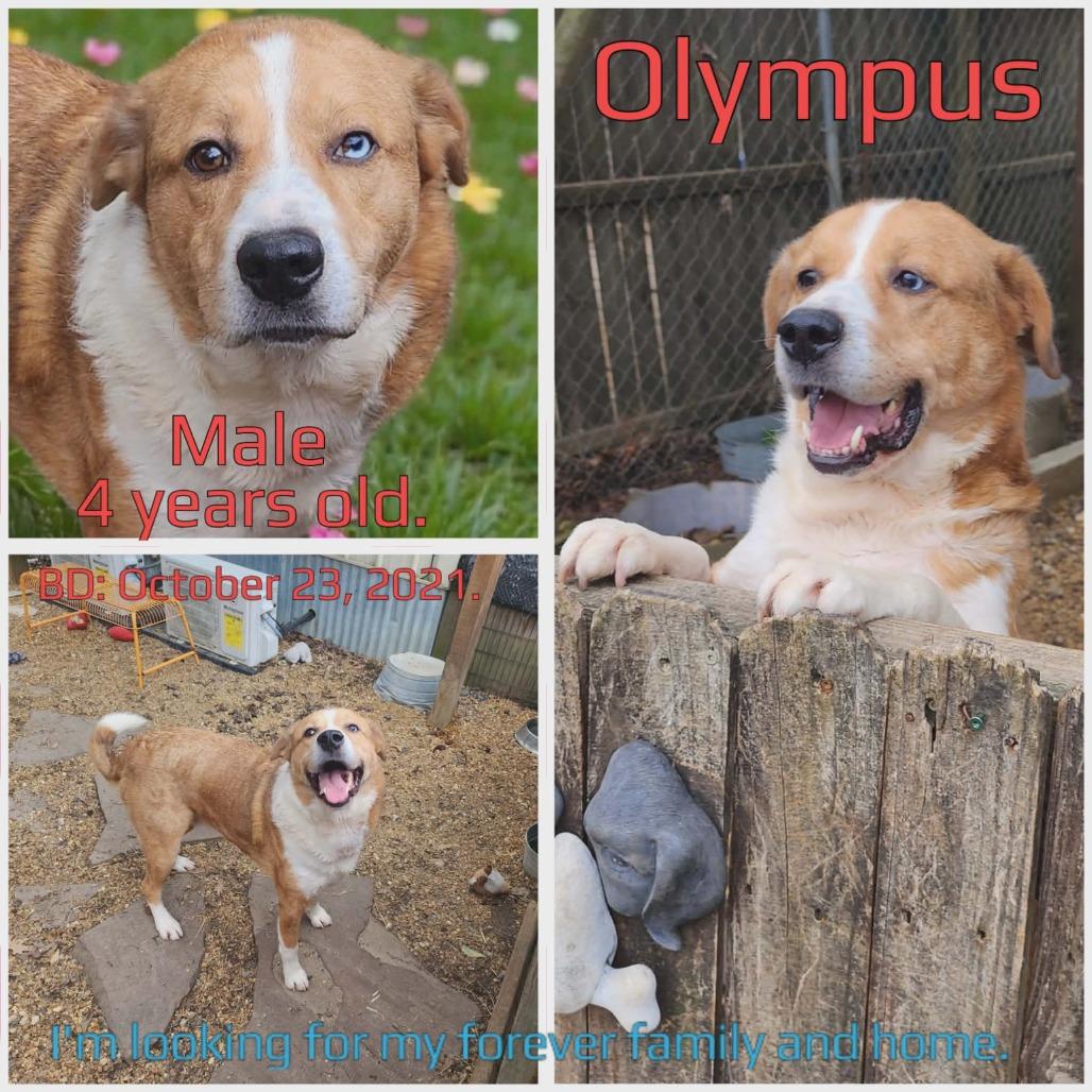 Olympus — thumbnail 5