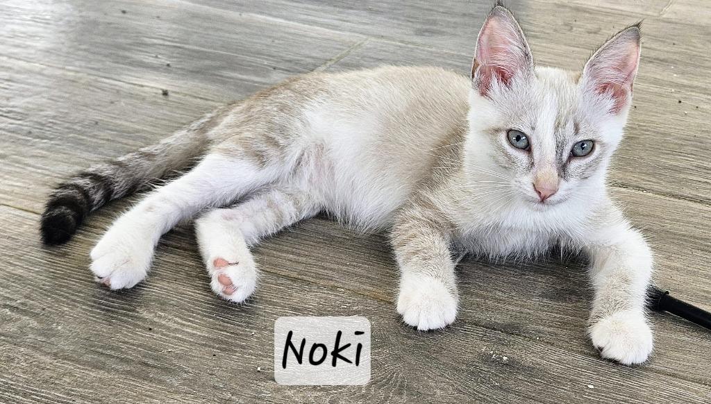 Noki