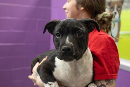 Oinks, Adoptable, Young Male Pit Bull Terrier & Mixed Breed.