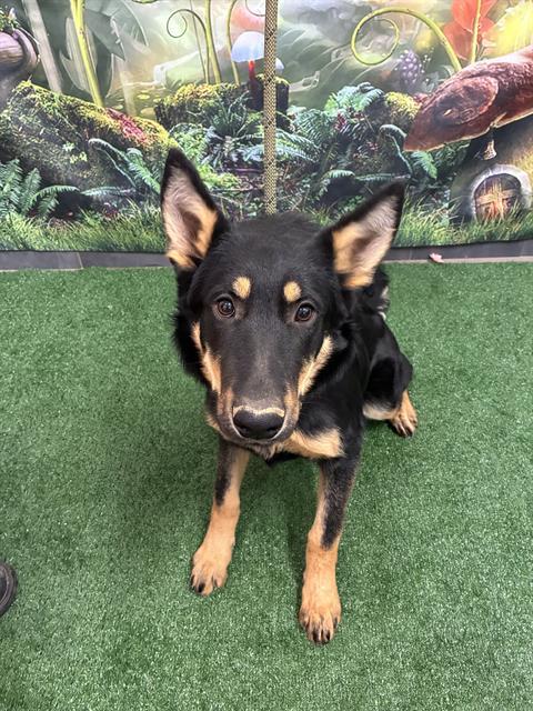 Enlarge TROOPER, a Adoptable German Shepherd Dog in Globe, AZ image 1/1