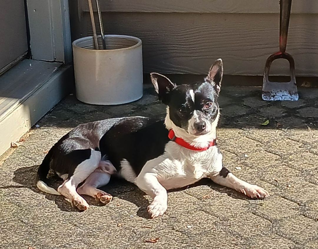 Enlarge Victor, a Adopted Chihuahua in Tucker, GA image 1/5