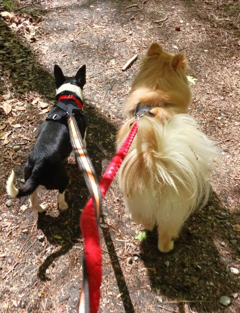 Enlarge Victor, a Adopted Chihuahua in Tucker, GA image 2/5