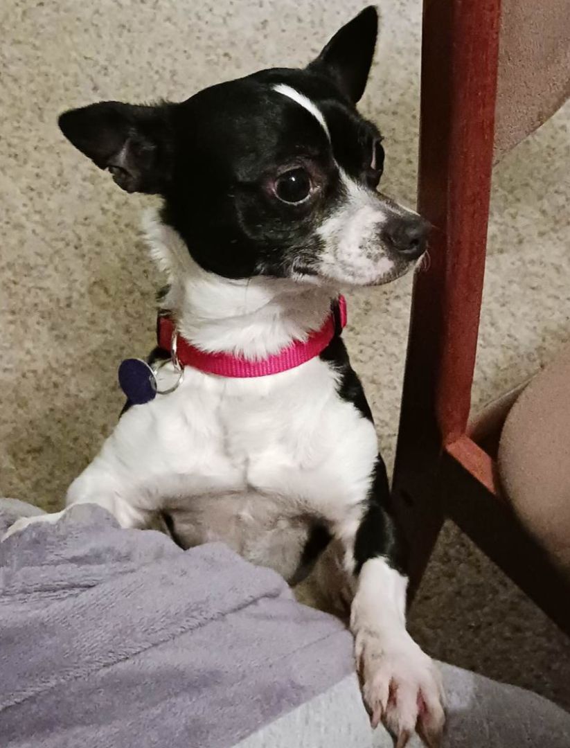 Enlarge Victor, a Adopted Chihuahua in Tucker, GA image 3/5