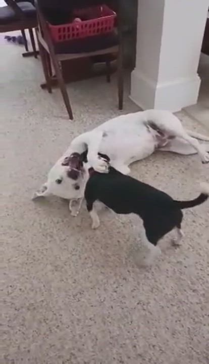 Enlarge Victor, a Adopted Chihuahua in Tucker, GA video 4/5