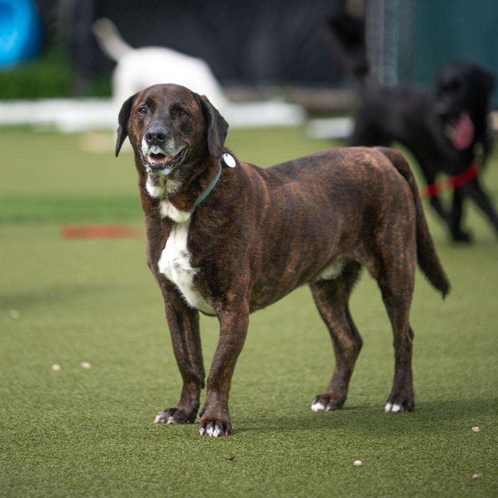 Enlarge Prince, a Adoptable Mixed Breed in Hampton Bays, NY image 1/6