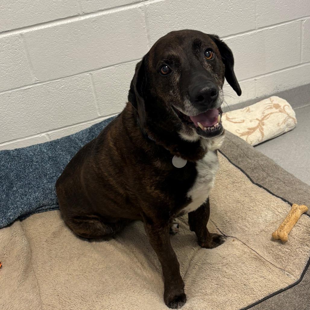 Prince, a Adoptable Mixed Breed in Hampton Bays, NY image 2/6