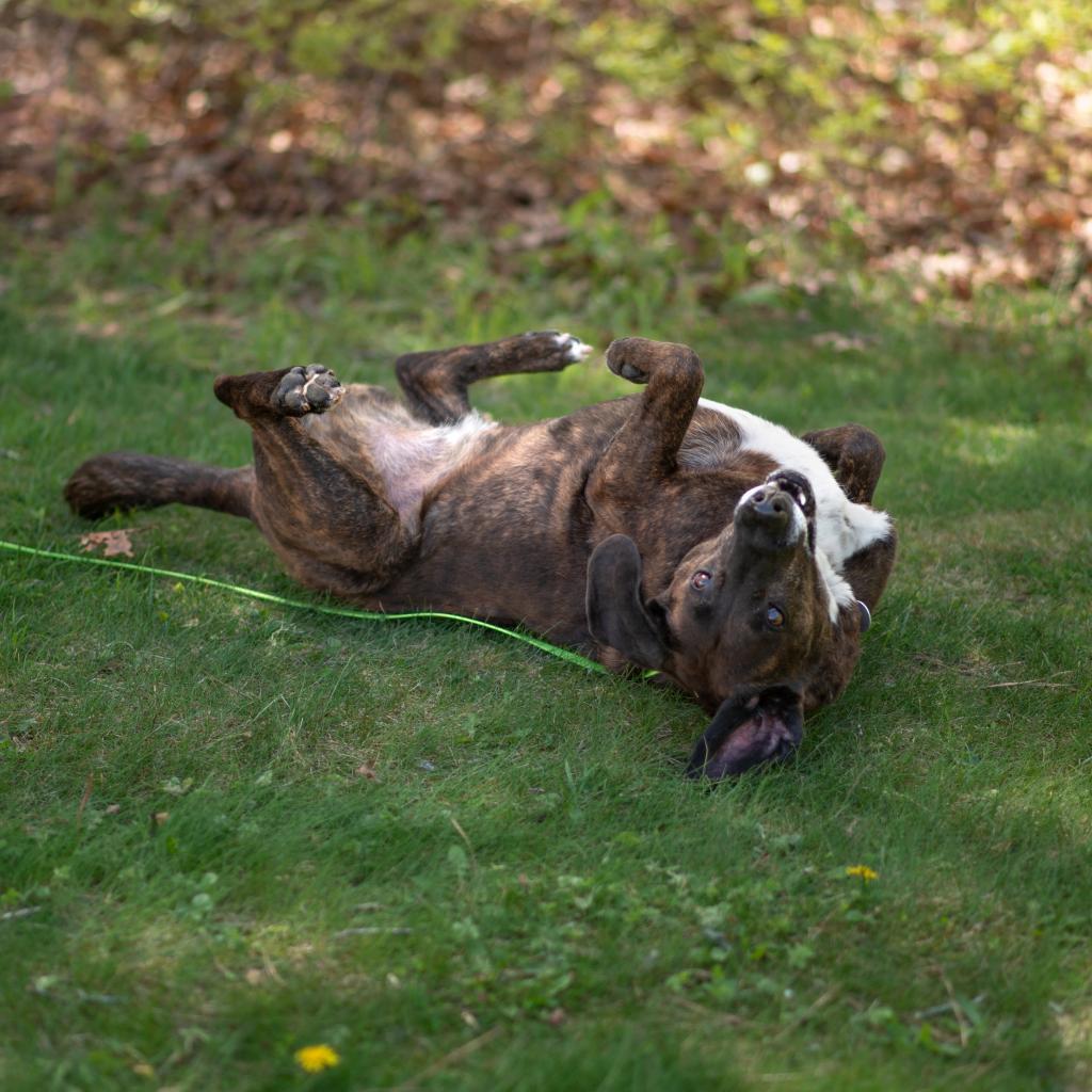 Enlarge Prince, a Adoptable Mixed Breed in Hampton Bays, NY image 2/6