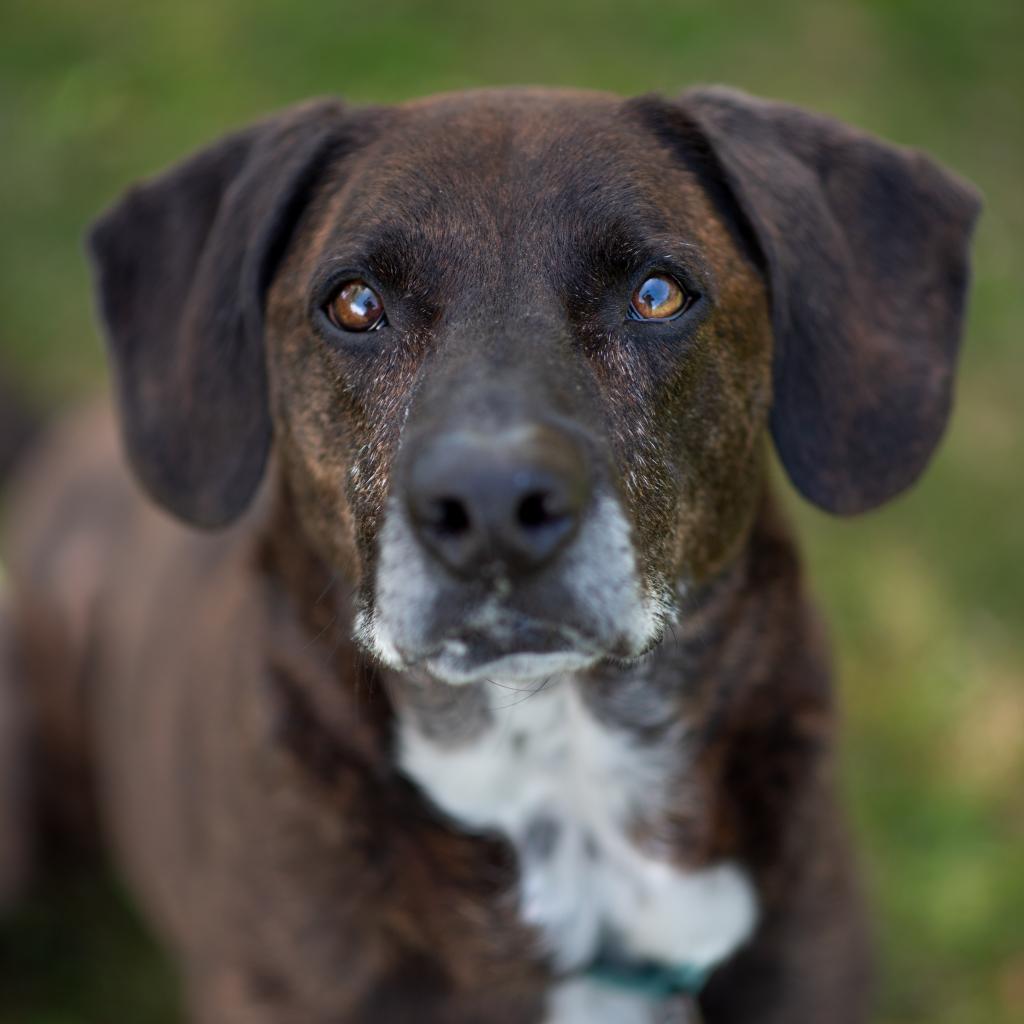 Enlarge Prince, a Adoptable Mixed Breed in Hampton Bays, NY image 3/6