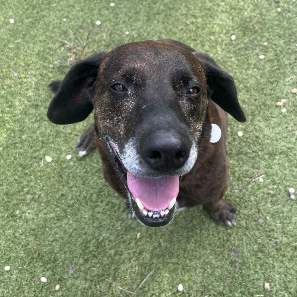 Enlarge Prince, a Adoptable Mixed Breed in Hampton Bays, NY image 4/6