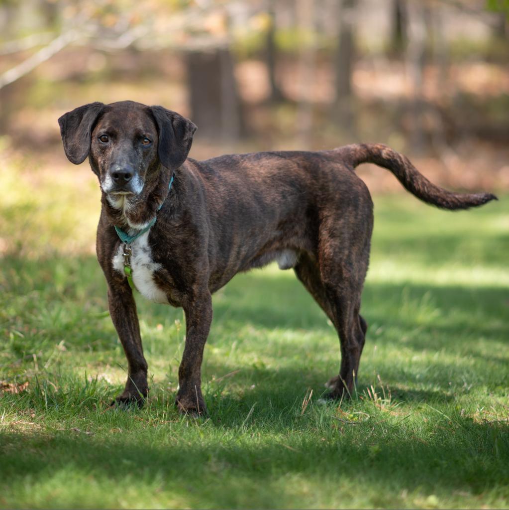 Enlarge Prince, a Adoptable Mixed Breed in Hampton Bays, NY image 5/6