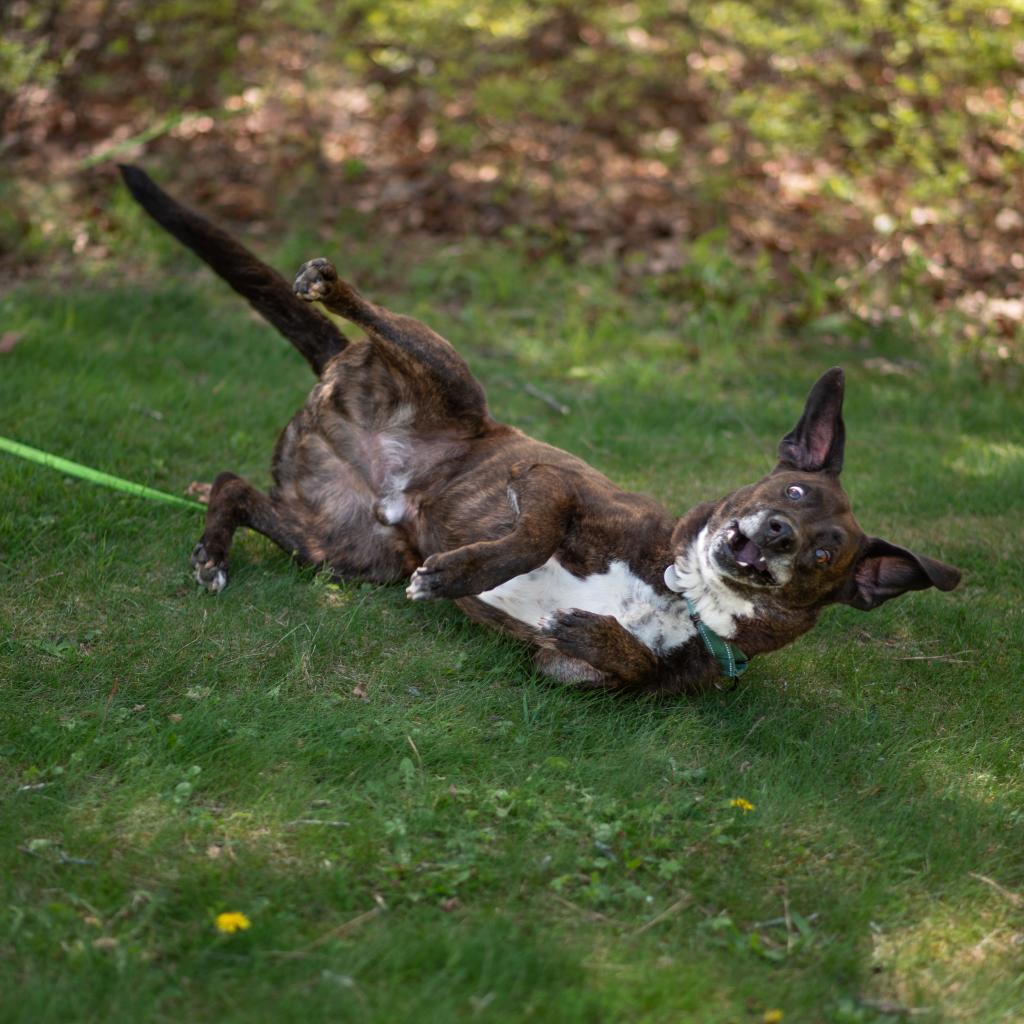 Enlarge Prince, a Adoptable Mixed Breed in Hampton Bays, NY image 6/6