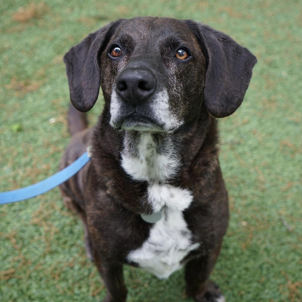 Prince, a Adoptable Mixed Breed in Hampton Bays, NY image 6/6