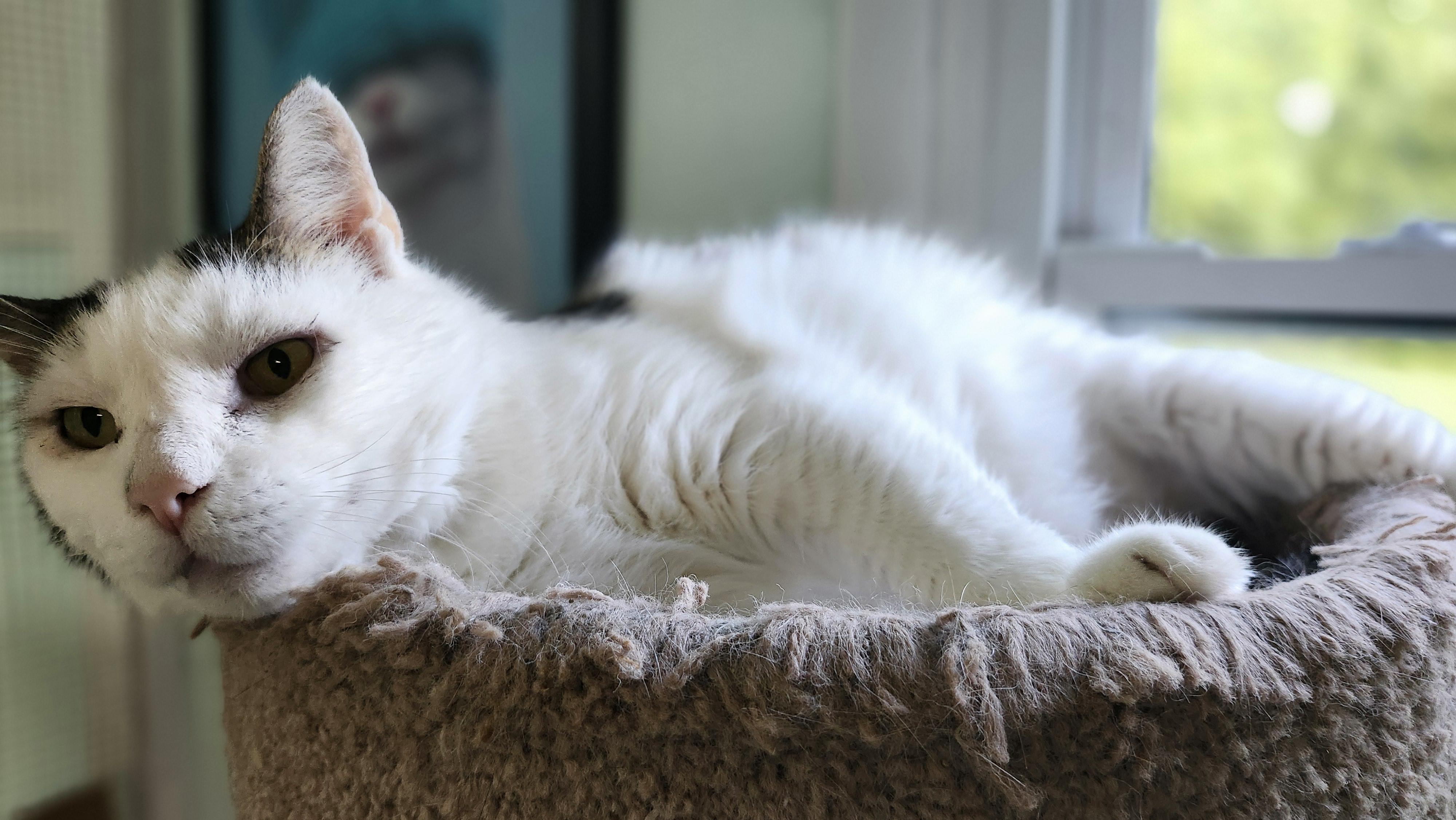 Enlarge Namaste, a Adoptable Domestic Short Hair in Stowe, PA image 3/6