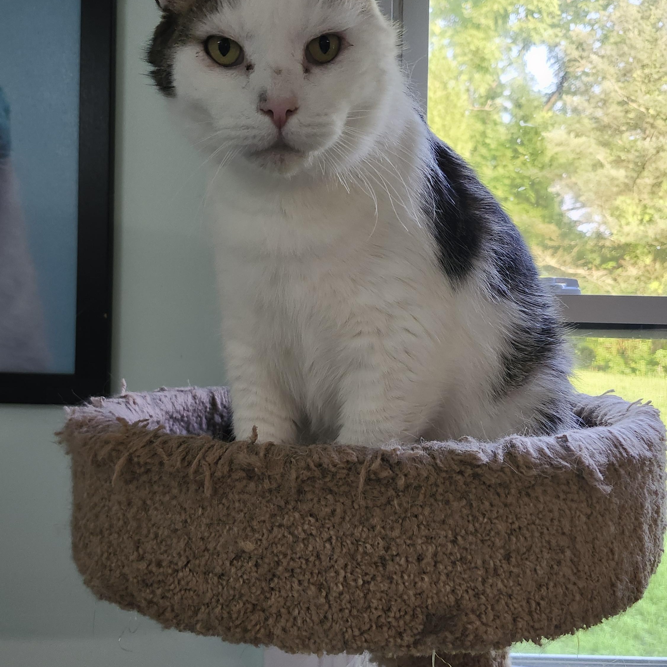 Enlarge Namaste, a Adoptable Domestic Short Hair in Stowe, PA image 4/6