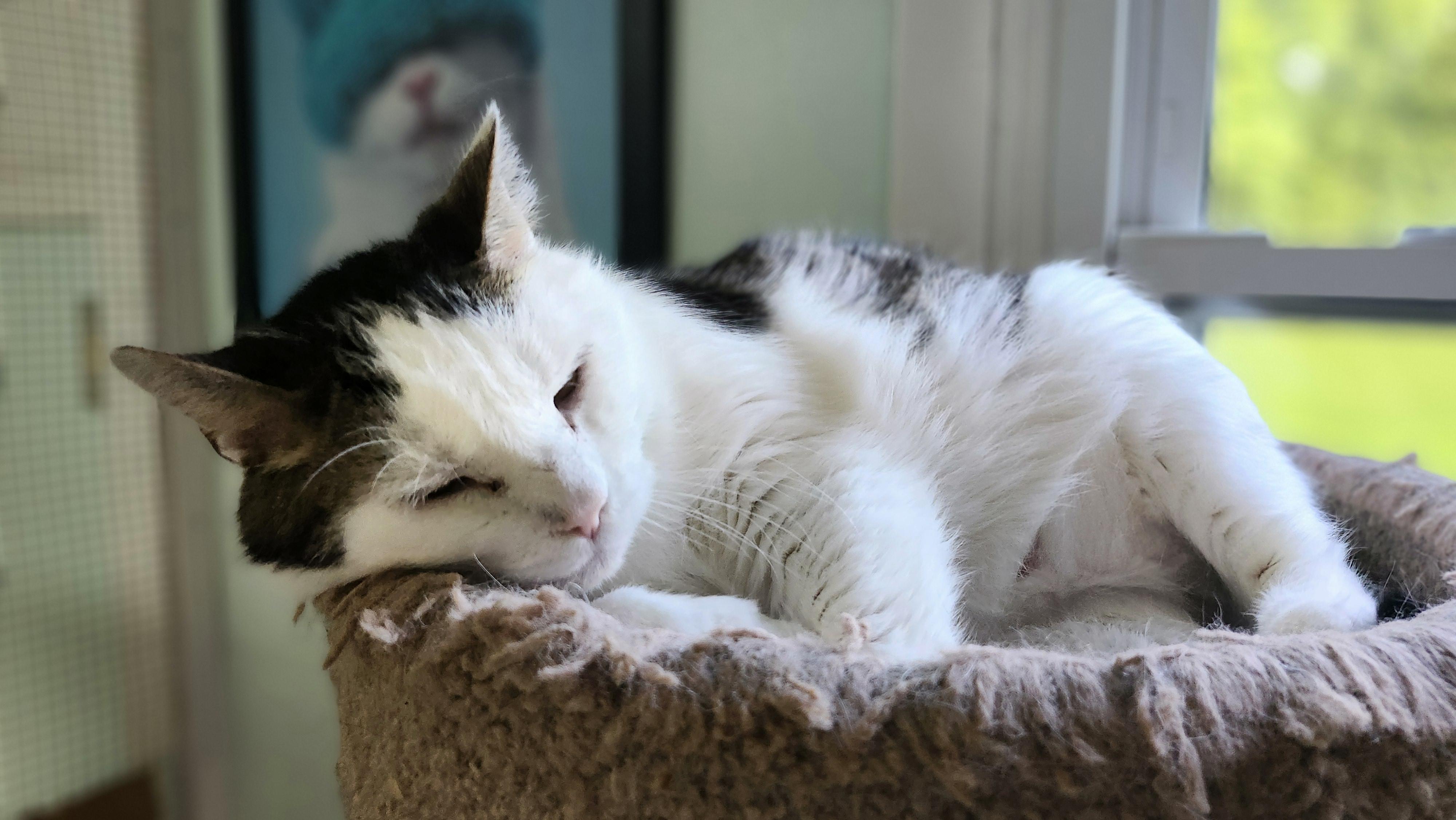 Enlarge Namaste, a Adoptable Domestic Short Hair in Stowe, PA image 5/6