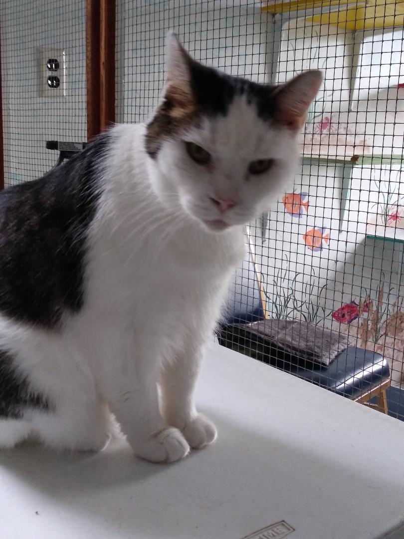 Enlarge Namaste, a Adoptable Domestic Short Hair in Stowe, PA image 1/6