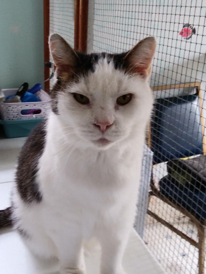 Enlarge Namaste, a Adoptable Domestic Short Hair in Stowe, PA image 6/6