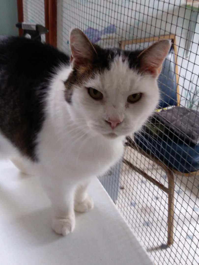 Enlarge Namaste, a Adoptable Domestic Short Hair in Stowe, PA image 2/6