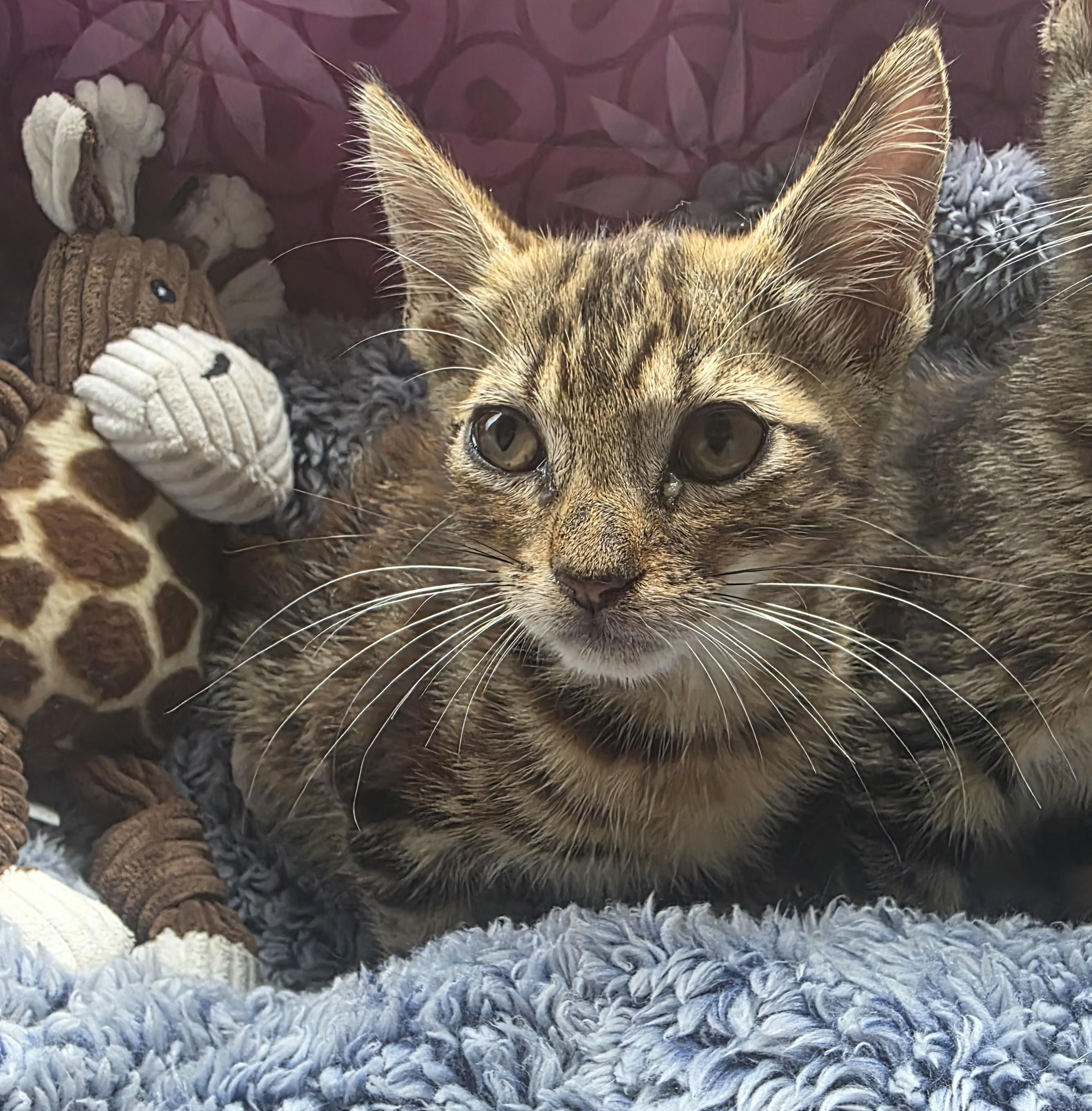 Enlarge Moo, a Adoptable Tabby in Boca Raton, FL image 1/1