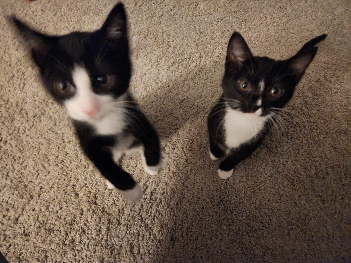 Bond, an adopted mixed breed in Concord, NC image 5/5