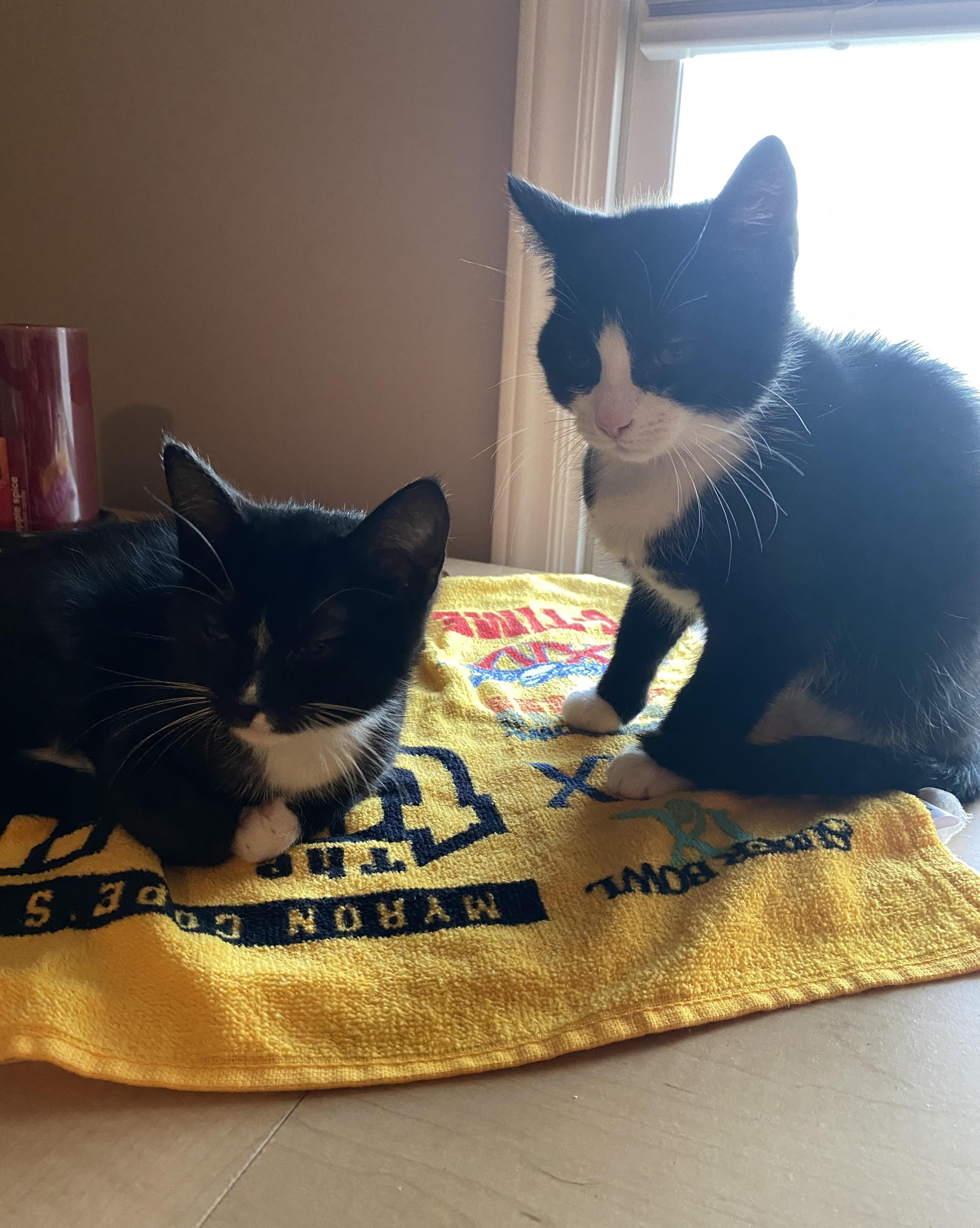 Enlarge Bond, a Adoptable Domestic Medium Hair in Concord, NC image 2/2